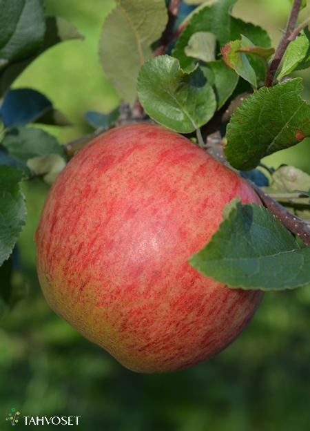 Malus domestica 'Orlinka', tarhaomenapuu